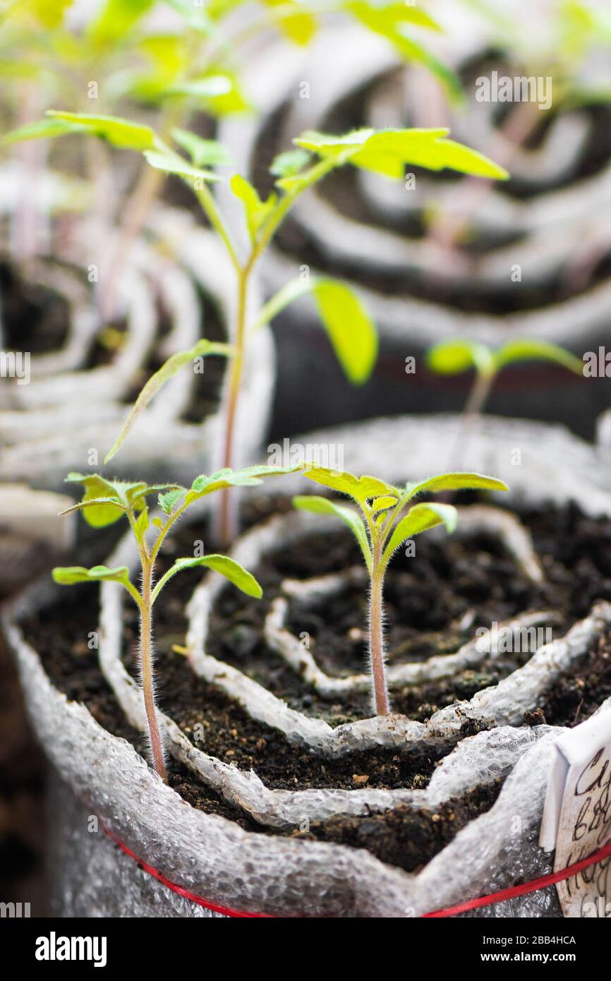 Tomato seedlings. Young plants in plastic cells, organic gardening. Stock Photo