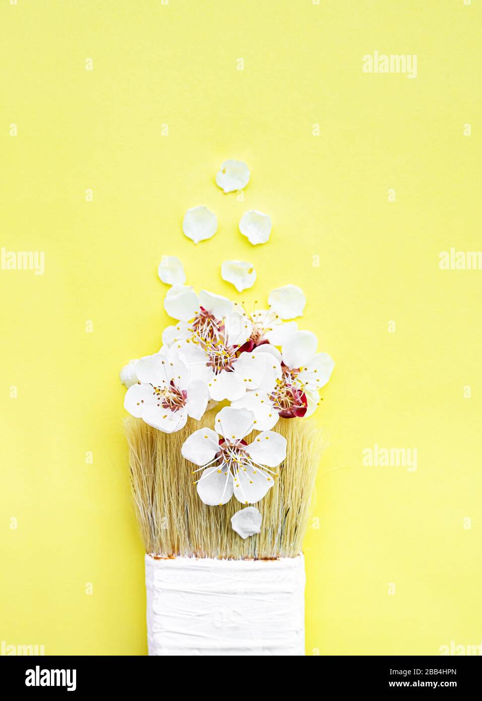 Spring blossom concept. Paint brush with apricot blossom flower on yellow background Stock Photo