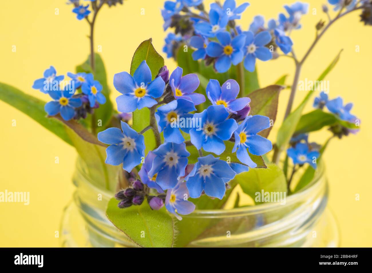 A jar of forget-me-nots or Scorpion grass, an image taken using a macro lens at rugfoot studios. Photo date: Monday, March 30, 2020. Photo: Roger Garf Stock Photo