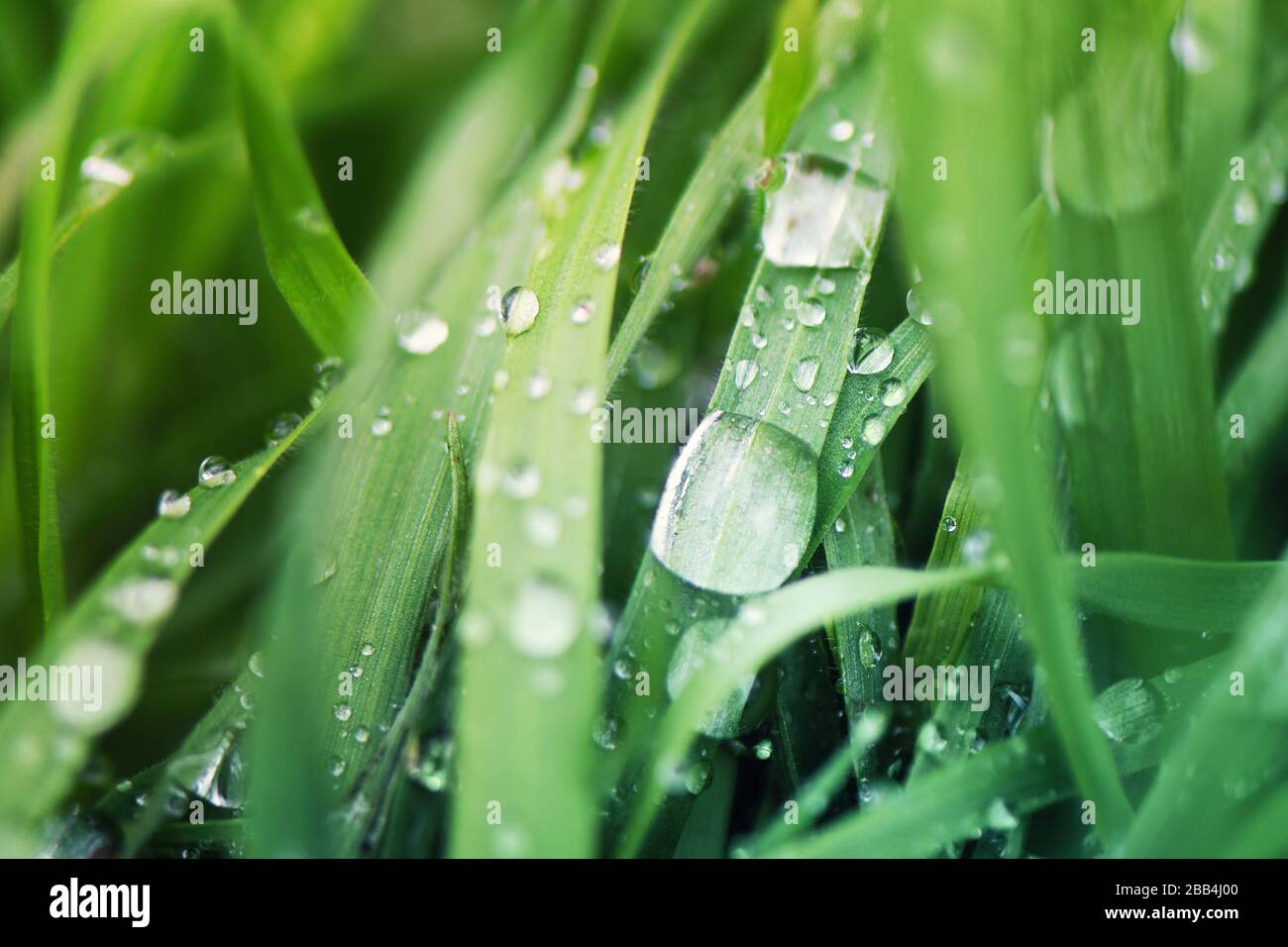 Water drops on green grass, close up Stock Photo