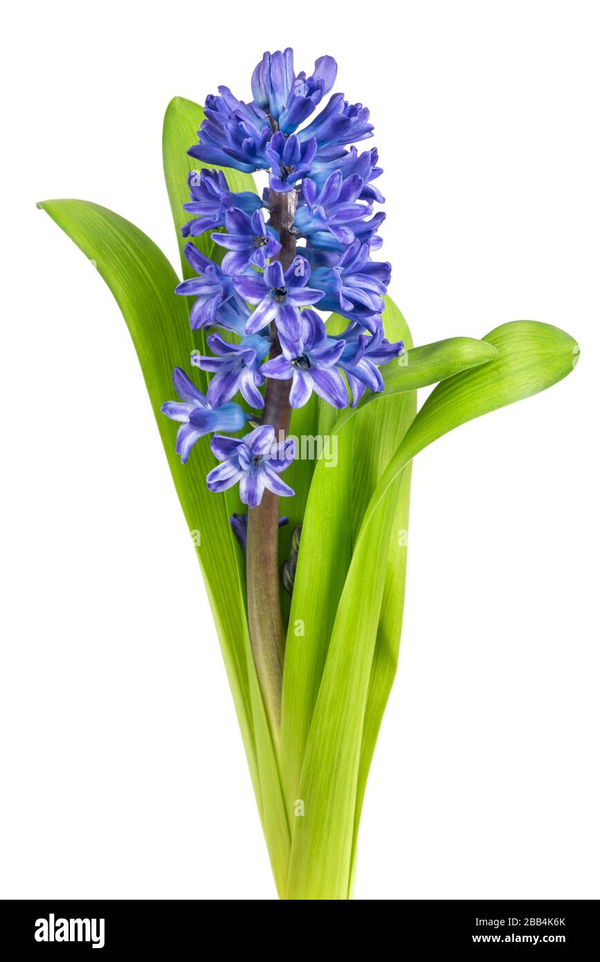 Blue Hyacinthus flowers isolated on white background Stock Photo