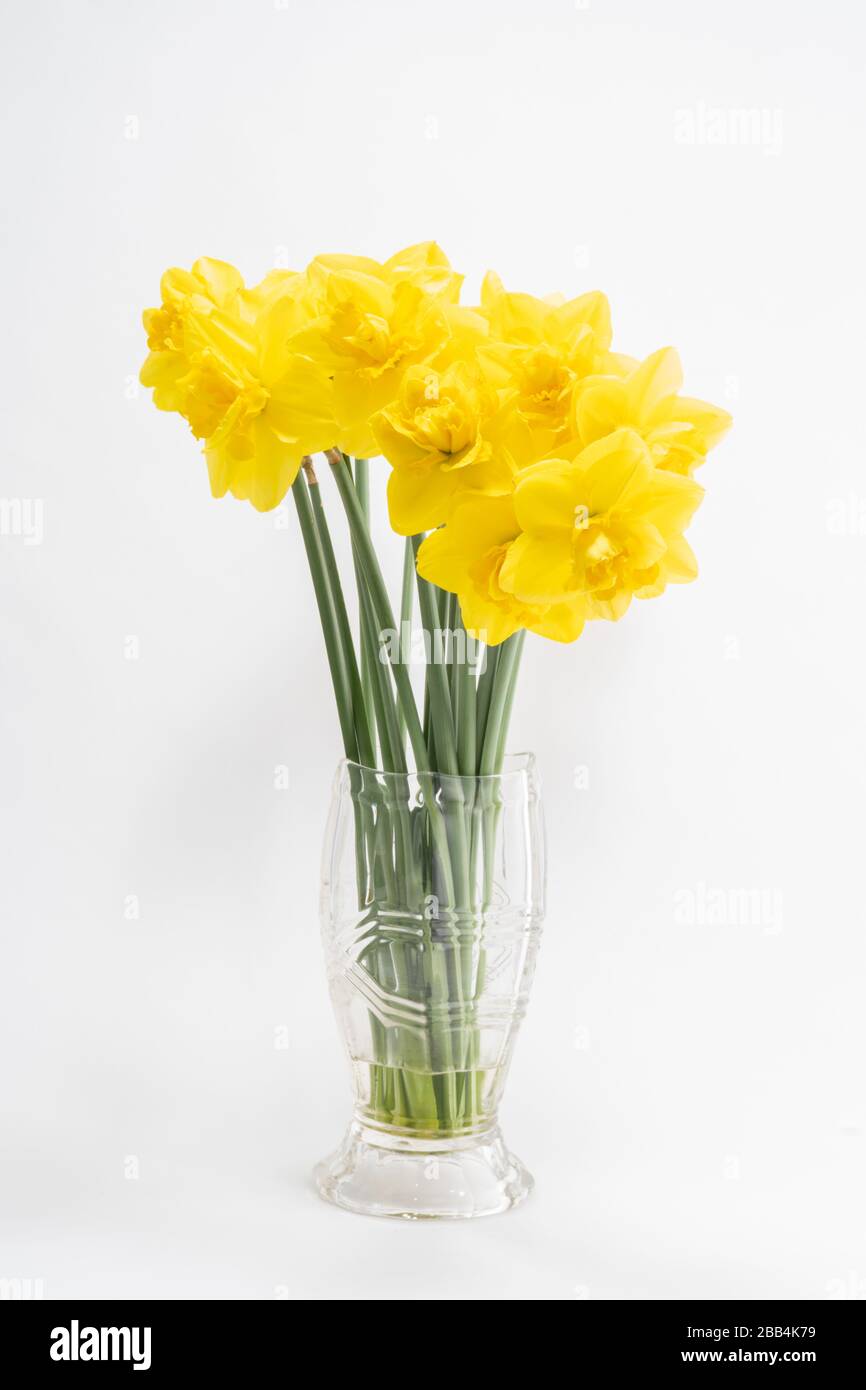 A vase of daffodils in bloom, an image taken at rugfoot studios. Photo
