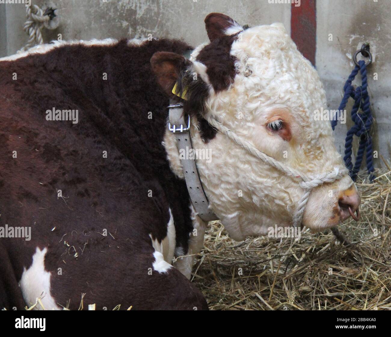 The Head of a Large Powerful Hereford Bull Animal Stock Photo - Alamy