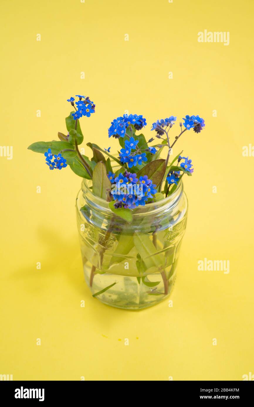 A jar of forget-me-nots or Scorpion grass, an image taken at rugfoot studios. Photo date: Monday, March 30, 2020. Photo: Roger Garfield/Alamy Stock Photo