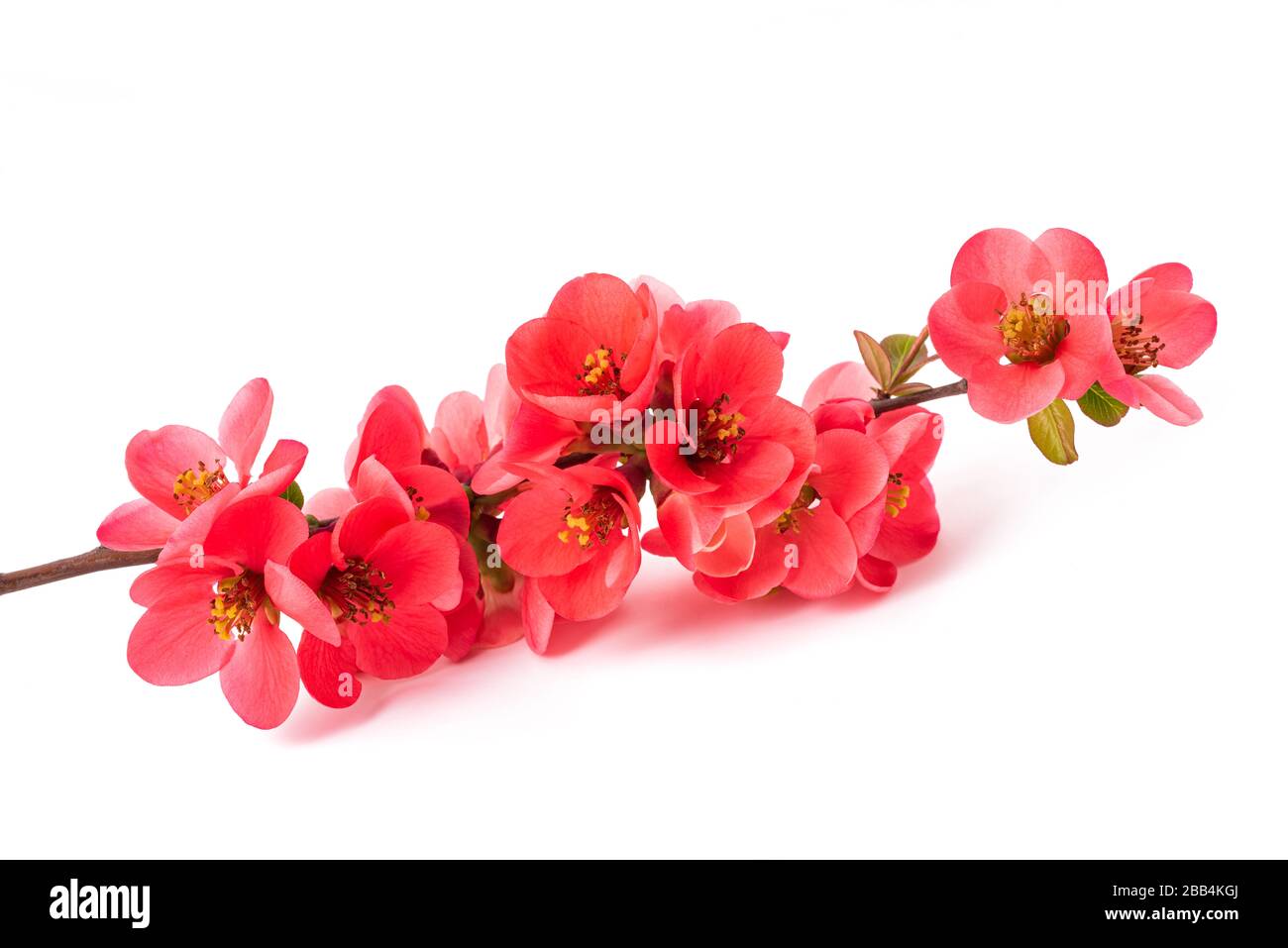 Chaenomeles speciosa flowers isolated on white background Stock Photo