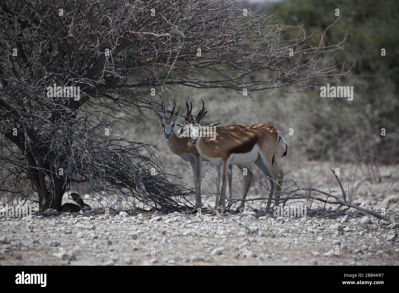Two juvenile male impala deers shelter under a tree from the hot sun on the Etosha plains in Namibia Stock Photo