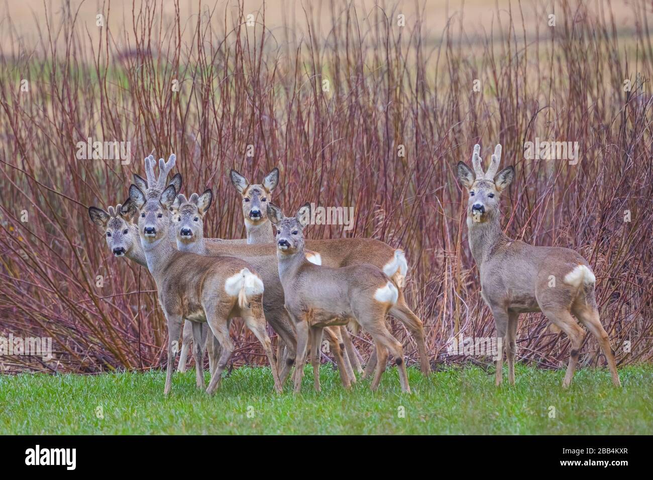 Roe deer group spring hi-res stock photography and images - Alamy