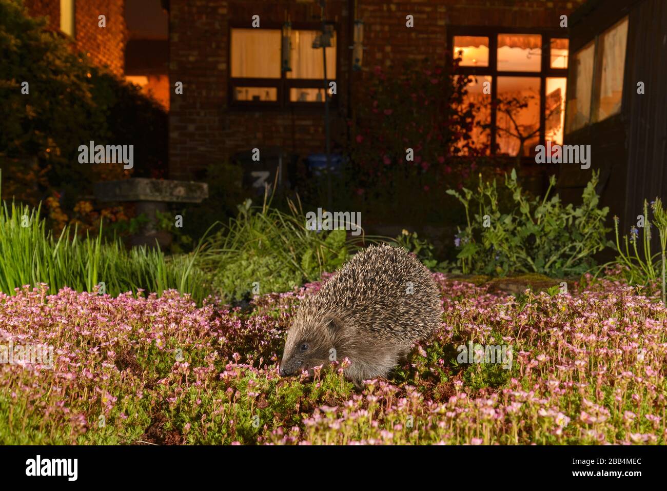European hedgehog (Erinaceus europaeus), in urban garden, Manchester, UK Stock Photo