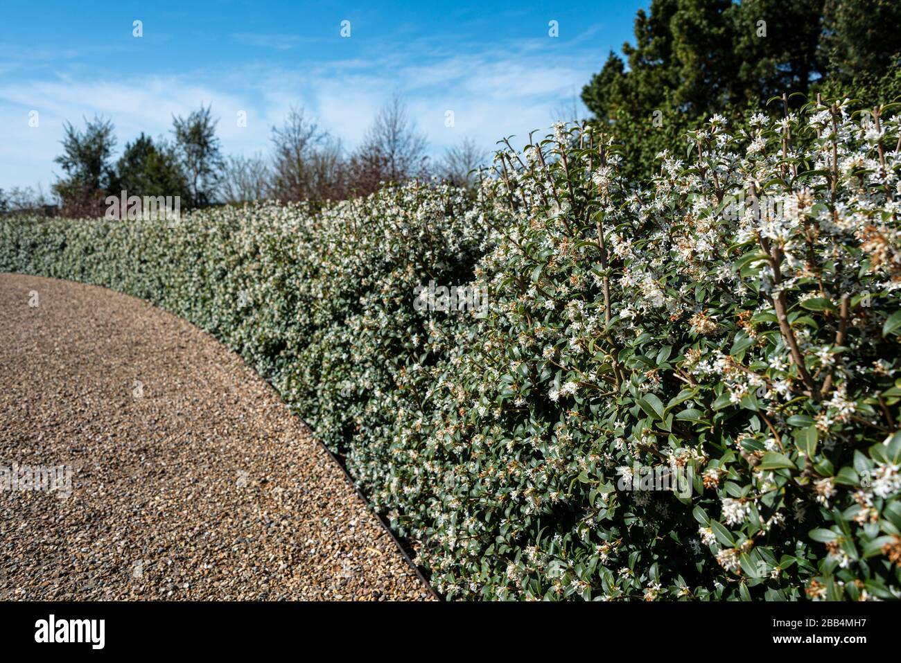 Christmas box,Sarcococca confusa clipped and used as a hedge. Stock Photo