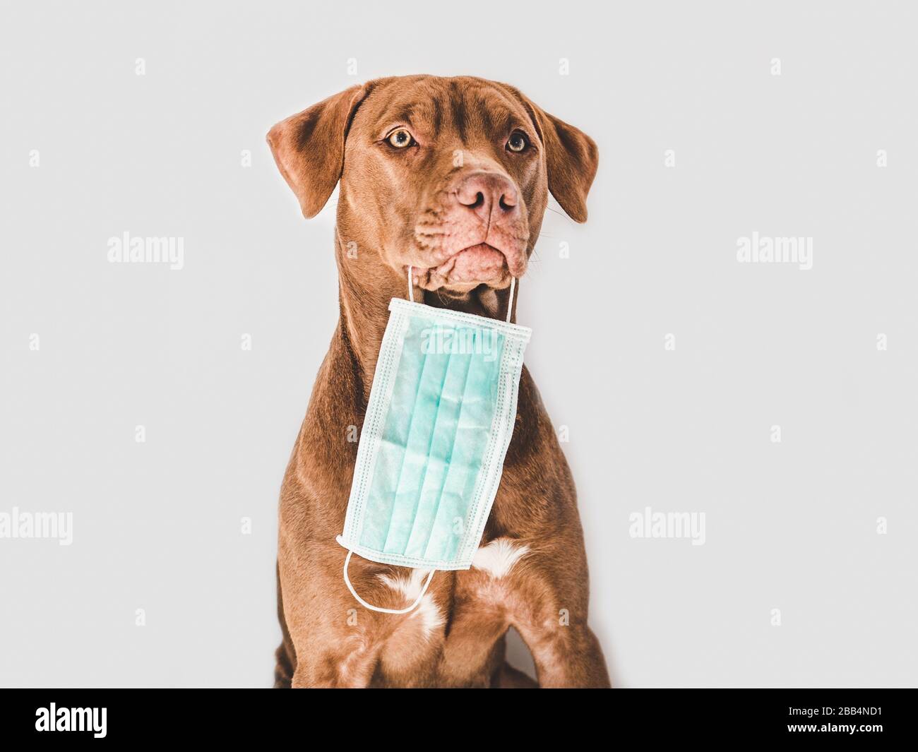 Lovable, pretty puppy of chocolate color. Closeup Stock Photo - Alamy