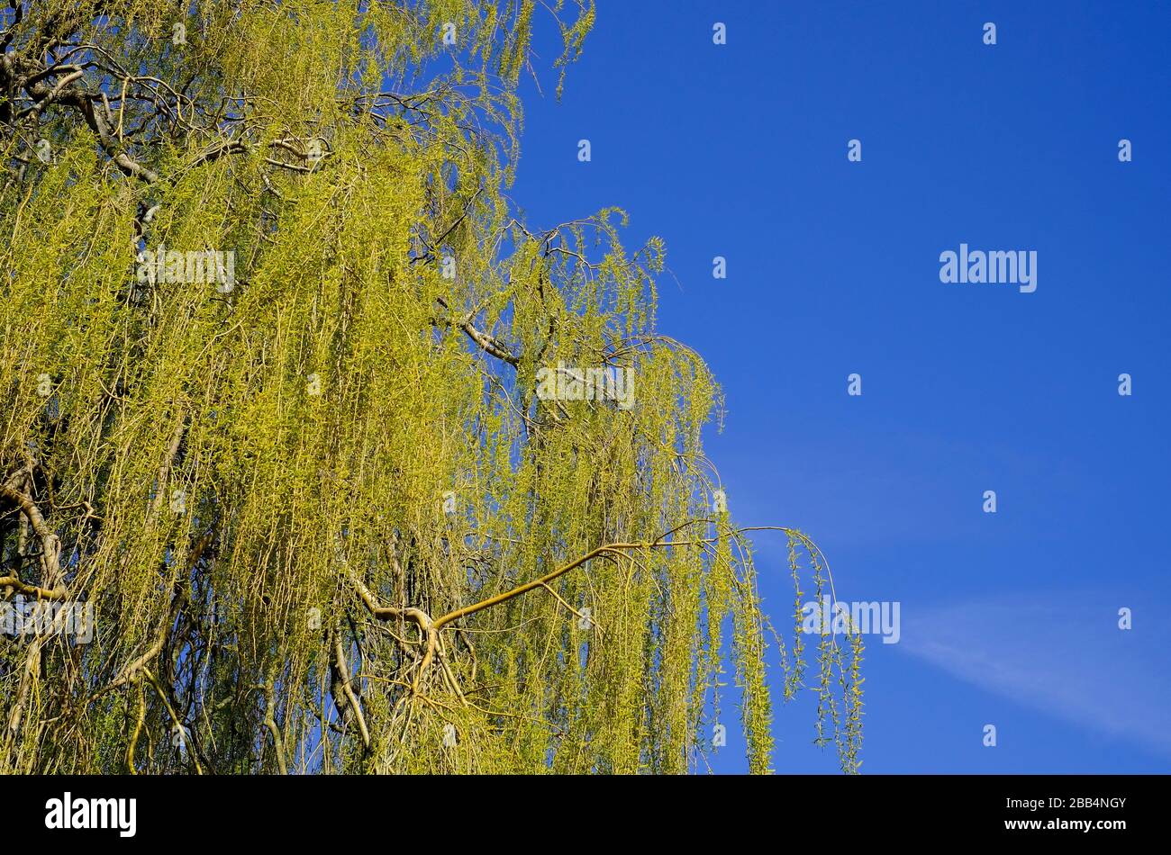 weeping willow tree on blue sky background Stock Photo