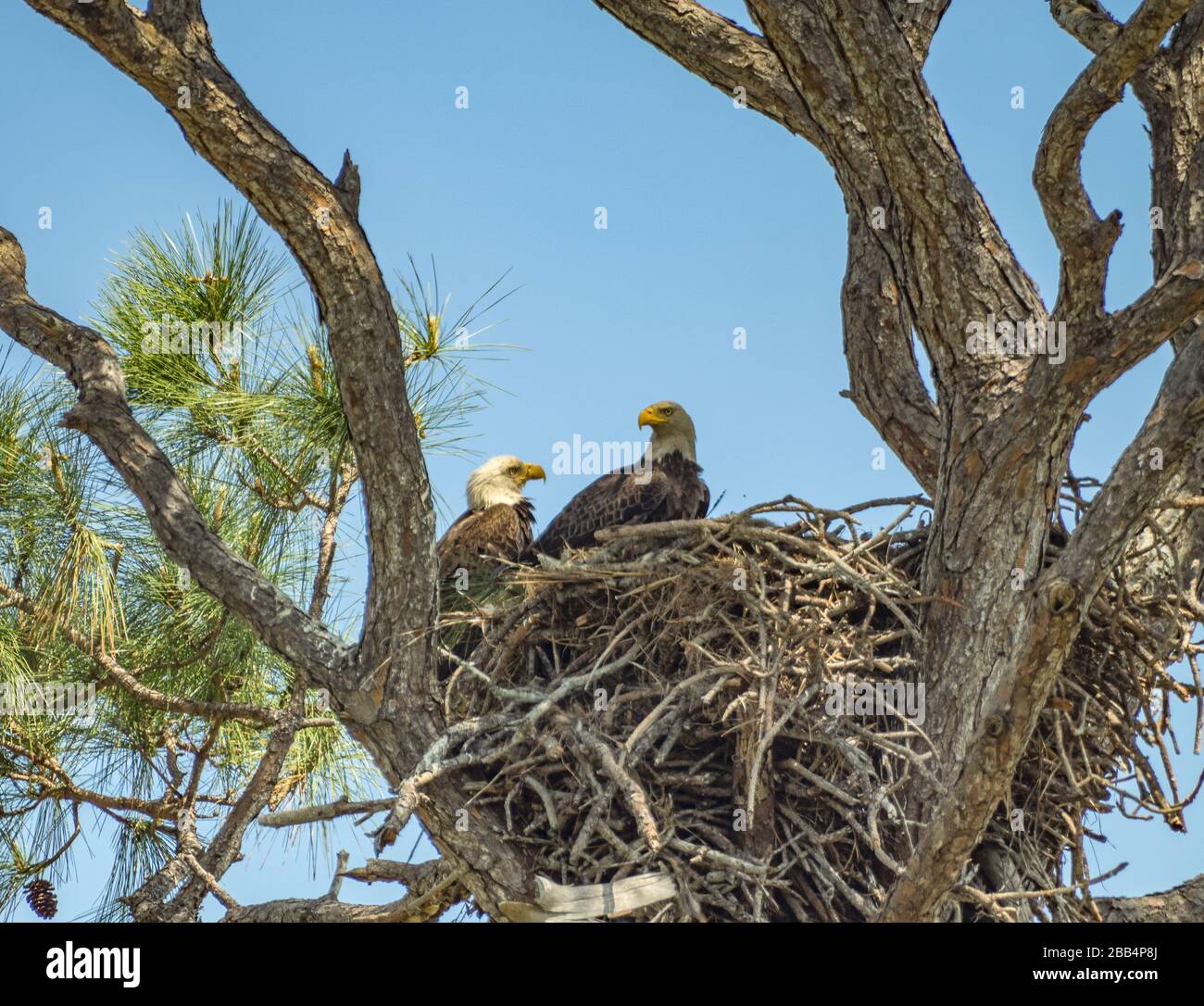 Low angle shot of two eagles on their nest on Kennedy Space Center ...