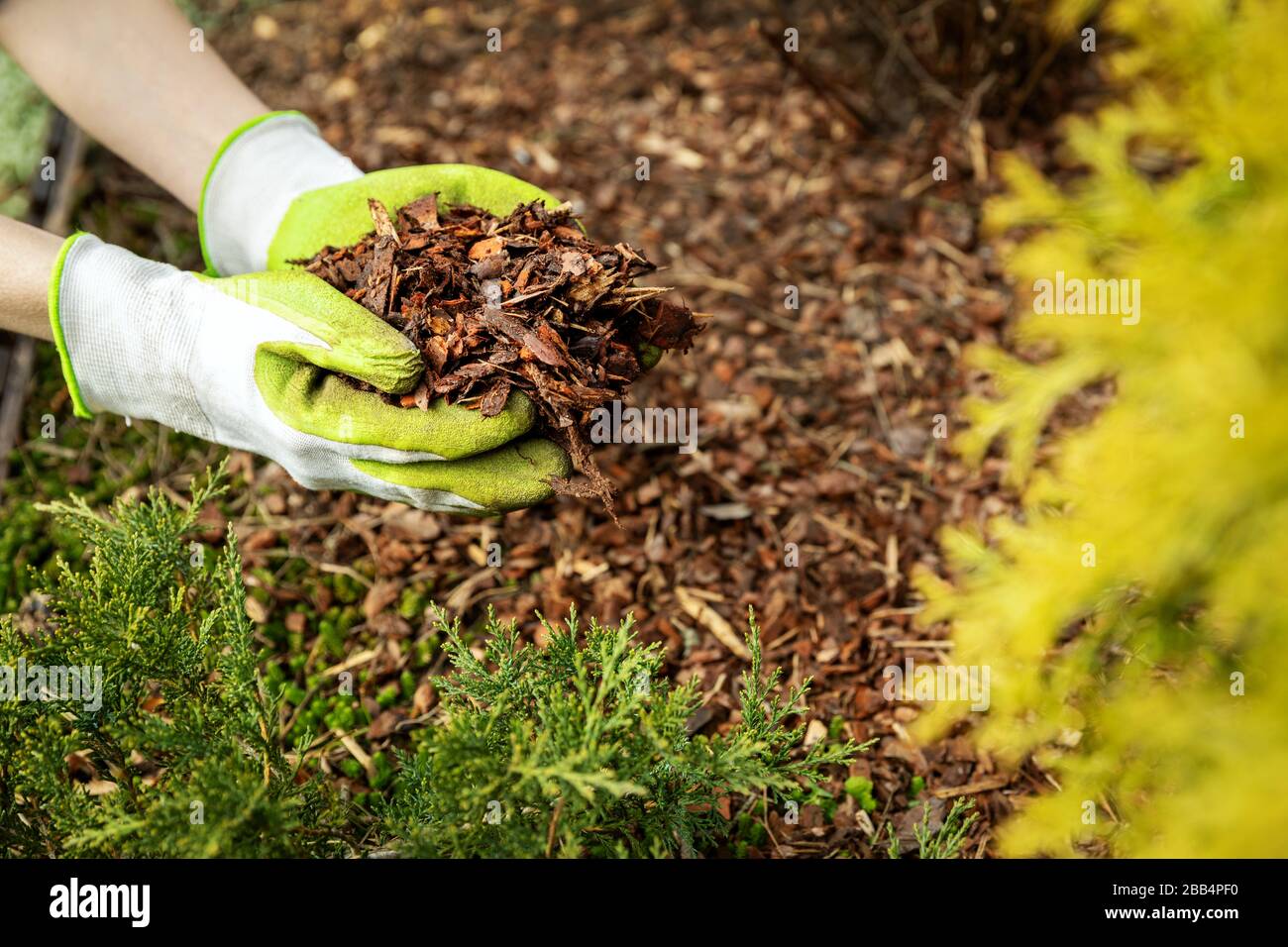 mulching garden conifer bed with pine tree bark mulch Stock Photo