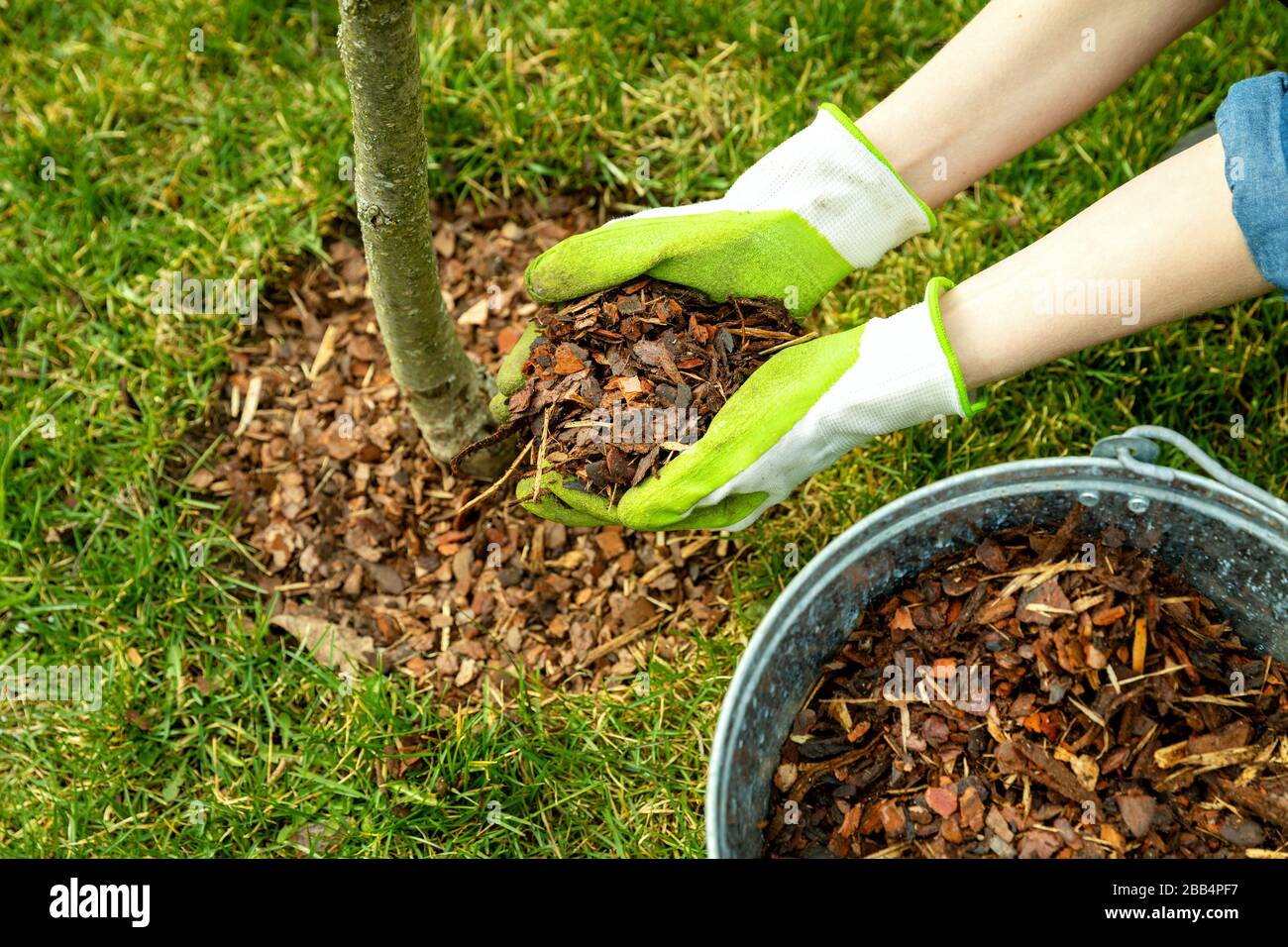 mulching around a tree with pine bark mulch Stock Photo