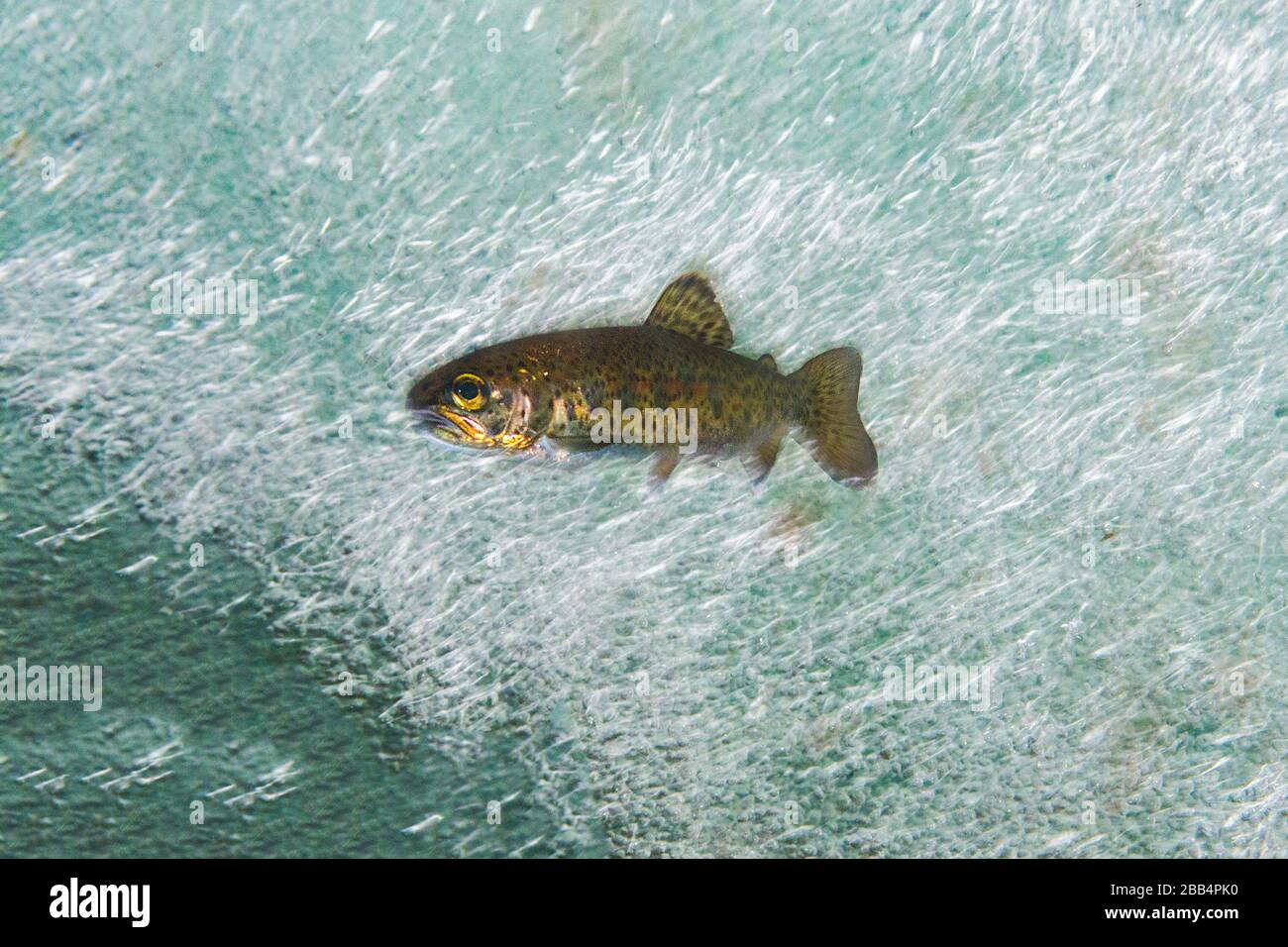 Cutthroat trout in the cold alpine water of a British Columbia Stream Stock Photo