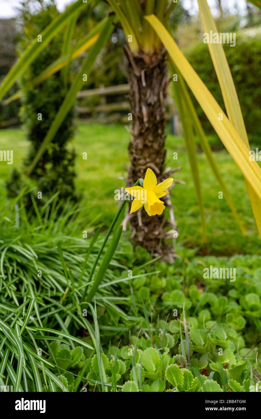One small dwarf daffodil in a flowerbed growing in front of a small tropical tree next to a lawn in the UK. Stock Photo