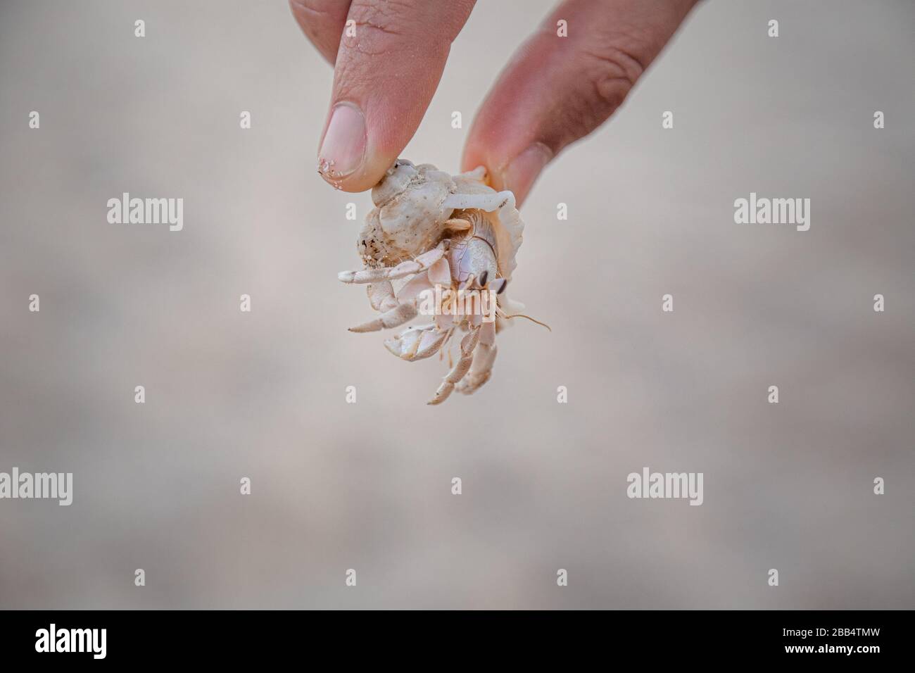 crab in human hand Stock Photo Alamy