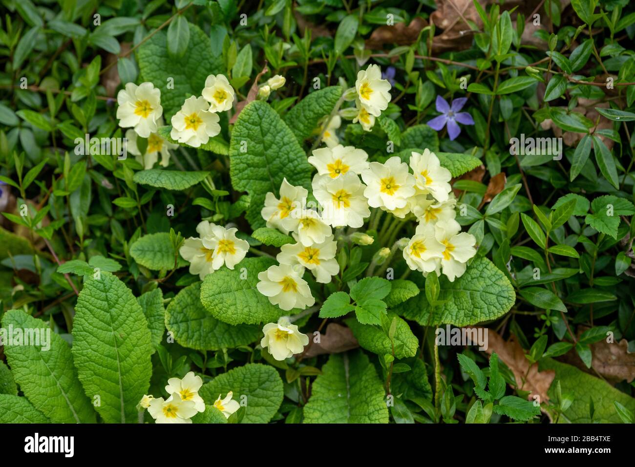 Yellow Primula vulgaris, primrose plant growing in an English cottage garden in Spring. Stock Photo