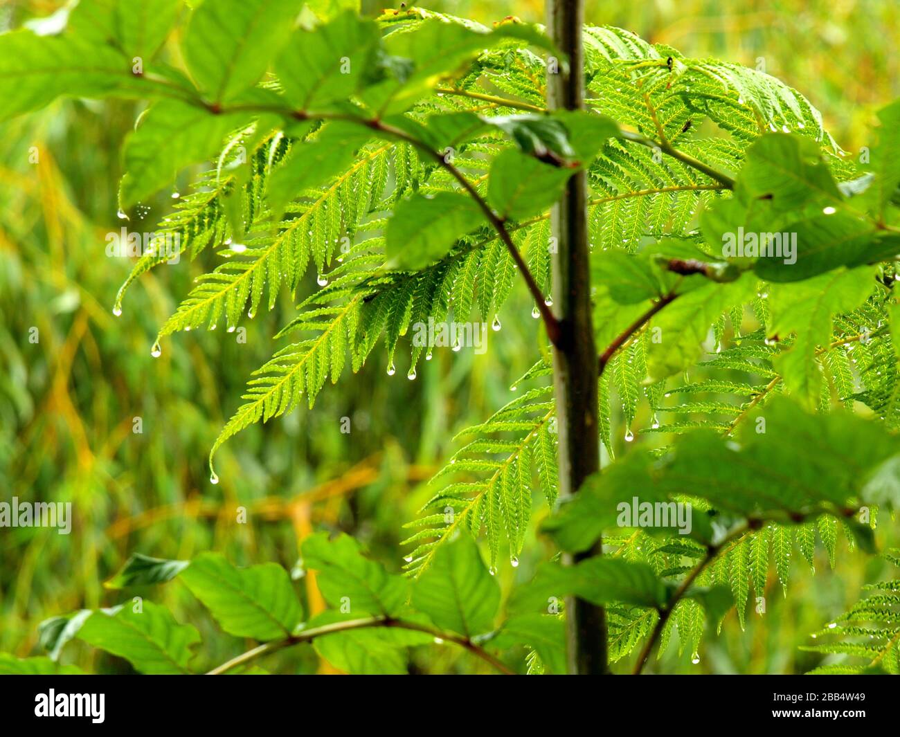 Ae Fern High Resolution Stock Photography And Images Alamy