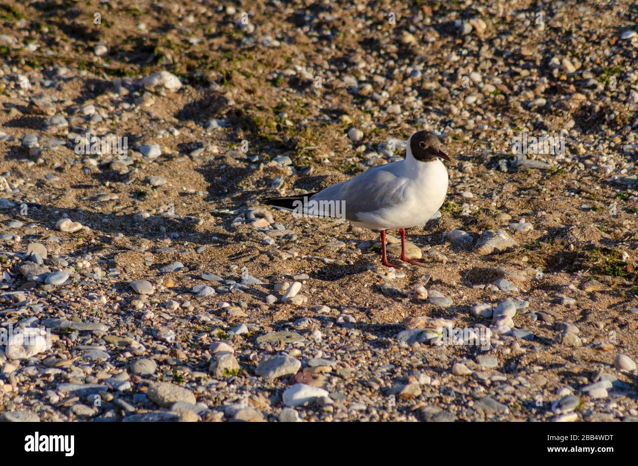 A Mediterranean gull ( Larus melanocephalus ) on a beach in Alexandroupoli Greece. The gulls are just beginning to loose their winter plumage as sprin Stock Photo