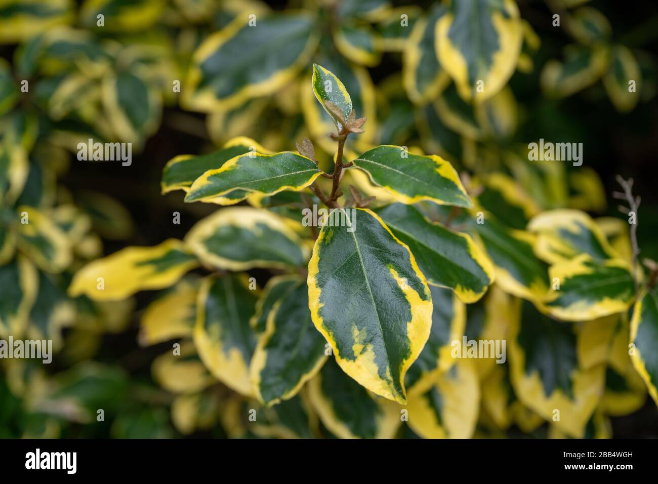 Close-up of the leaves of a Elaeagnus × submacrophylla 'Gilt Edge' shrub in a cottage garden in the UK Stock Photo