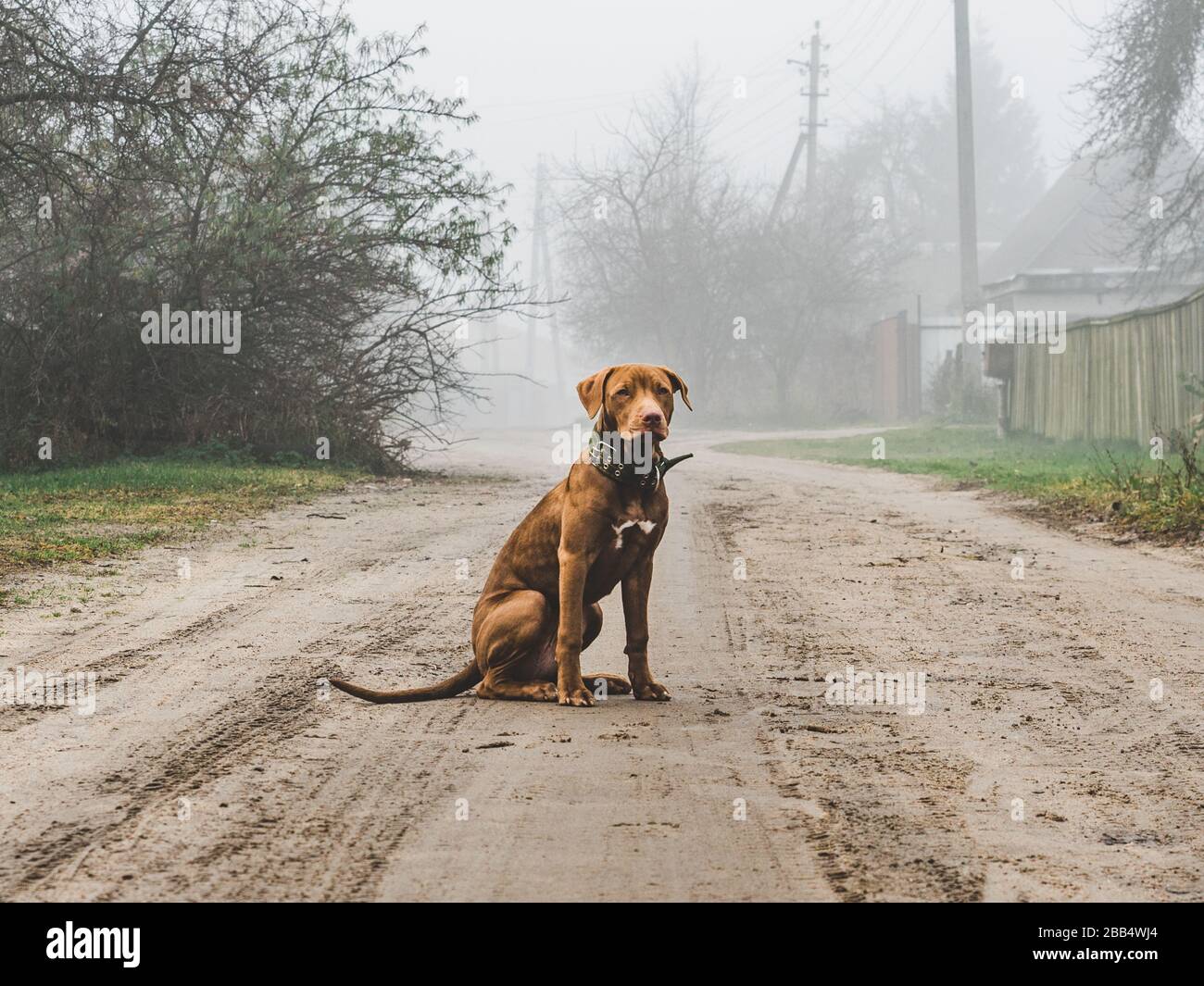 Charming puppy of chocolate color. Close-up, outdoors Stock Photo - Alamy