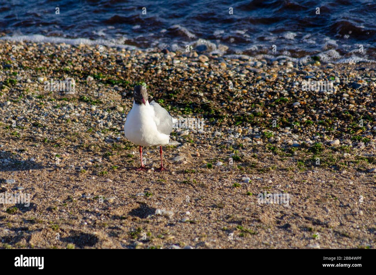 A Mediterranean gull ( Larus melanocephalus ) on a beach in Alexandroupoli Greece. The gulls are just beginning to loose their winter plumage as sprin Stock Photo