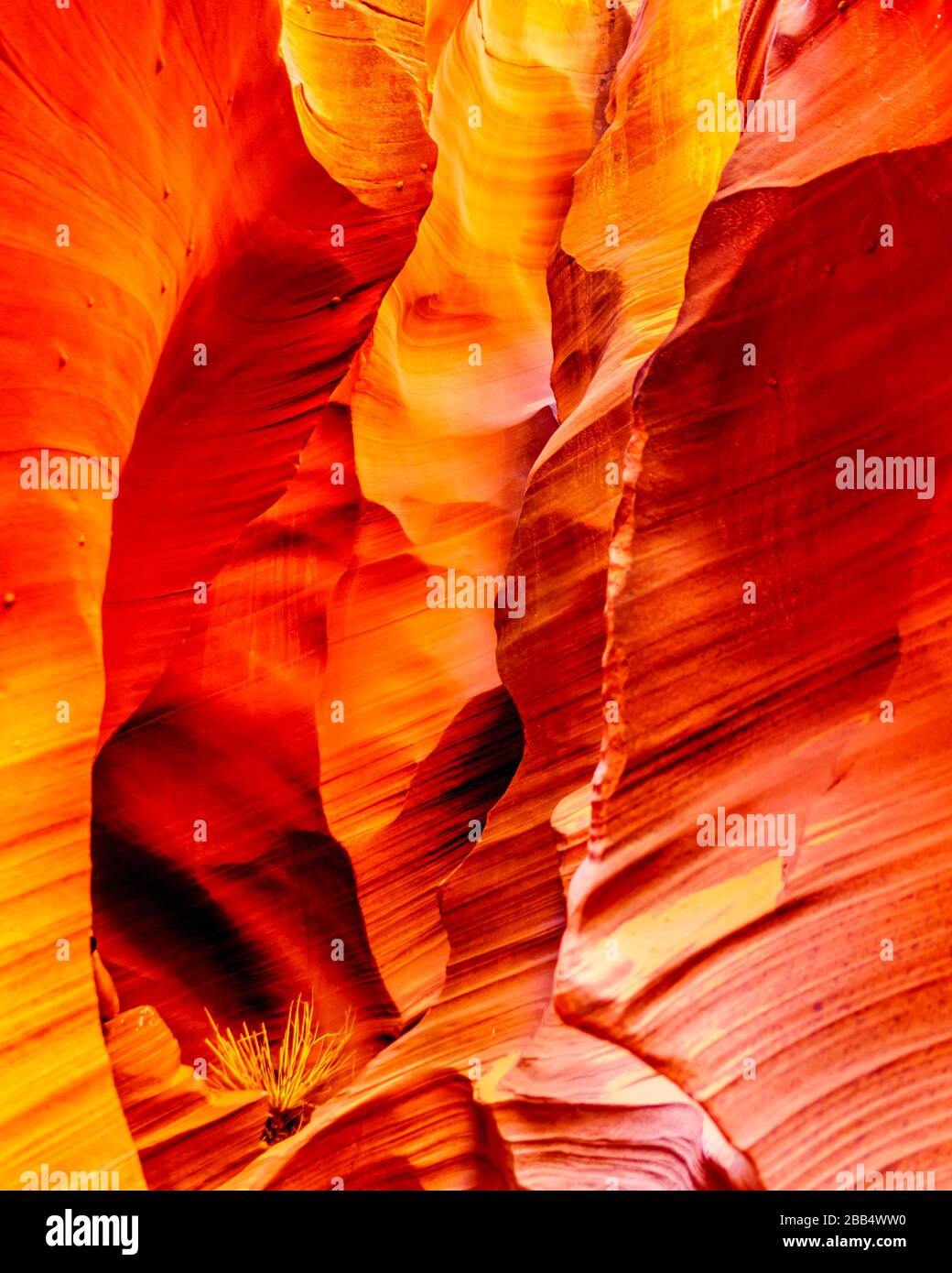 The smooth curved Red Navajo Sandstone walls of Rattlesnake Canyon, one of the famous Slot Canyons in the Navajo lands near Page Arizona, USA Stock Photo