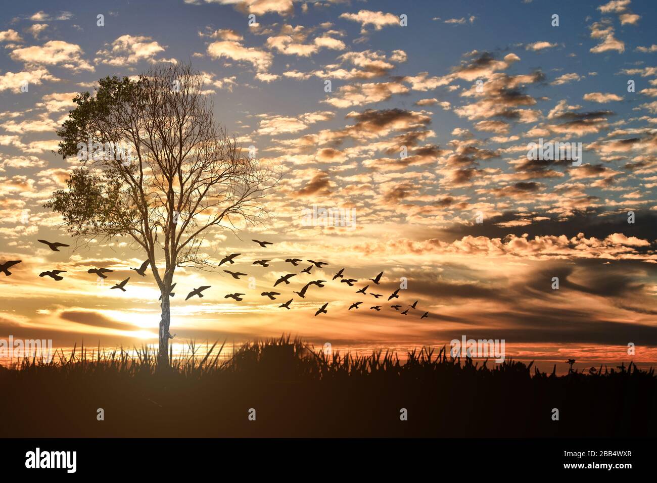 Silhouette of tree against sunset in rural landscape background Stock ...
