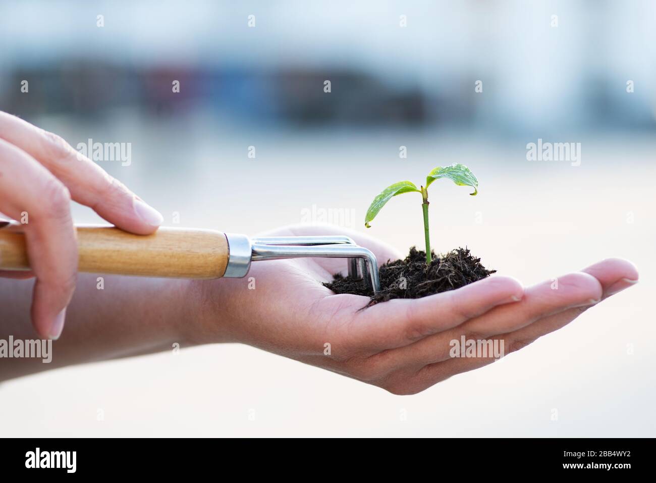 A hand holds soil with a young plant, houses in the background Stock Photo
