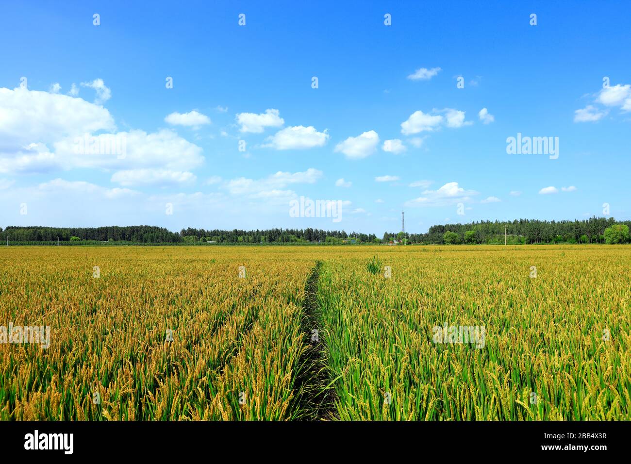 Rice paddies, rice growing, The rice fields are under the blue sky ...