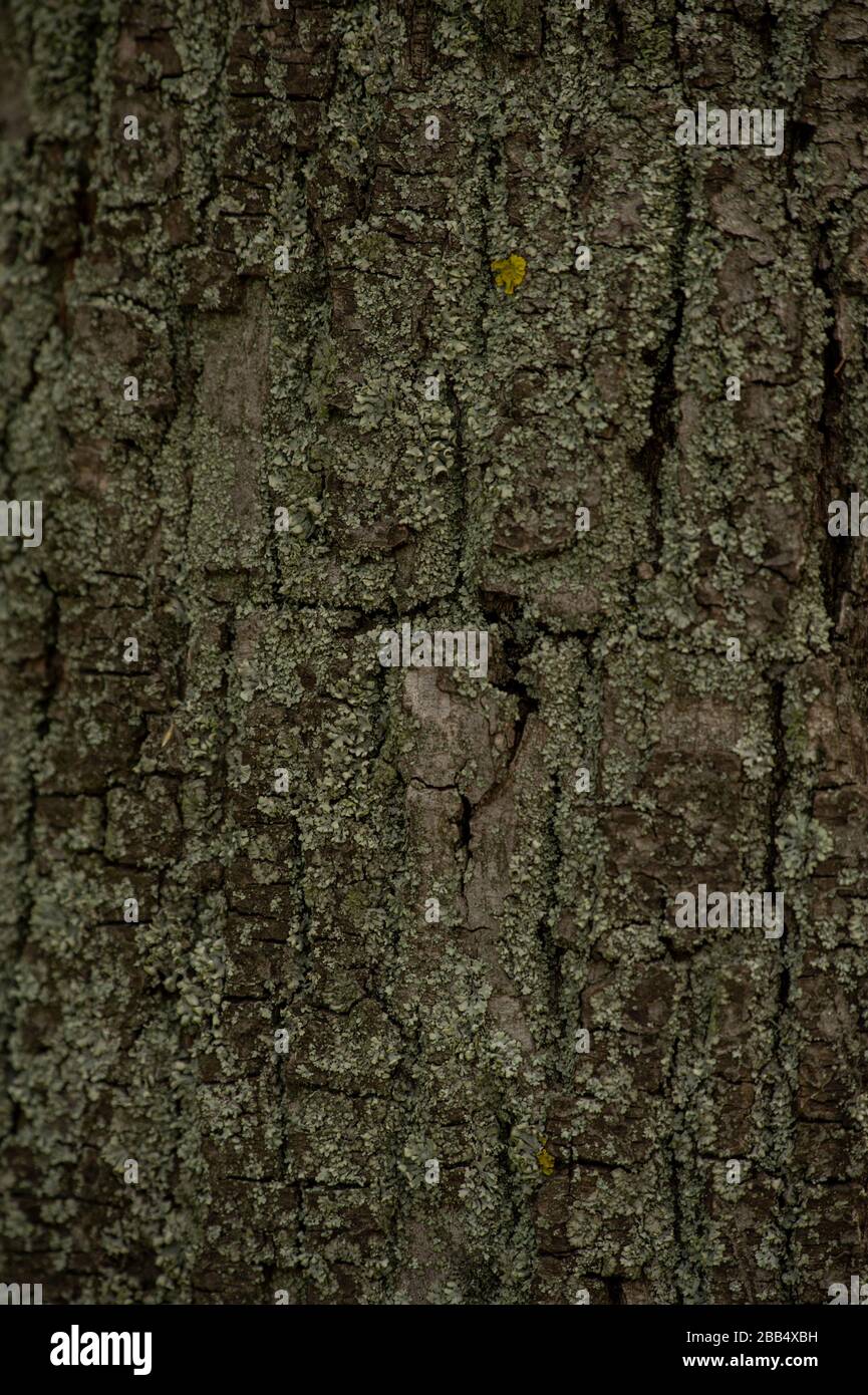 Old tree bark. wood texture background surface with natural pattern ...