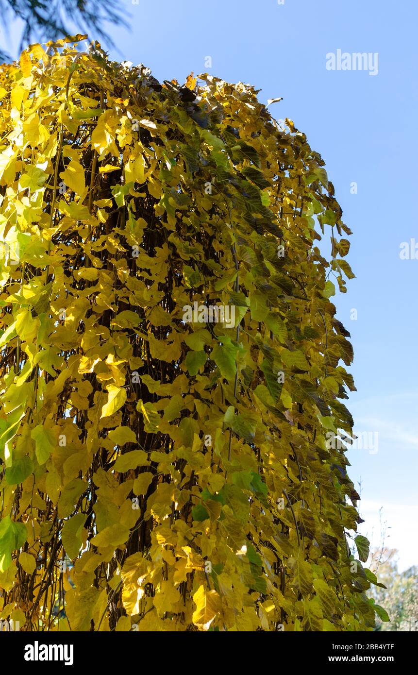 Weeping mulberry - (morus alba pendula) in autumn with green and yellow leaves. Botanical arboretum, Niemcza, Poland Stock Photo