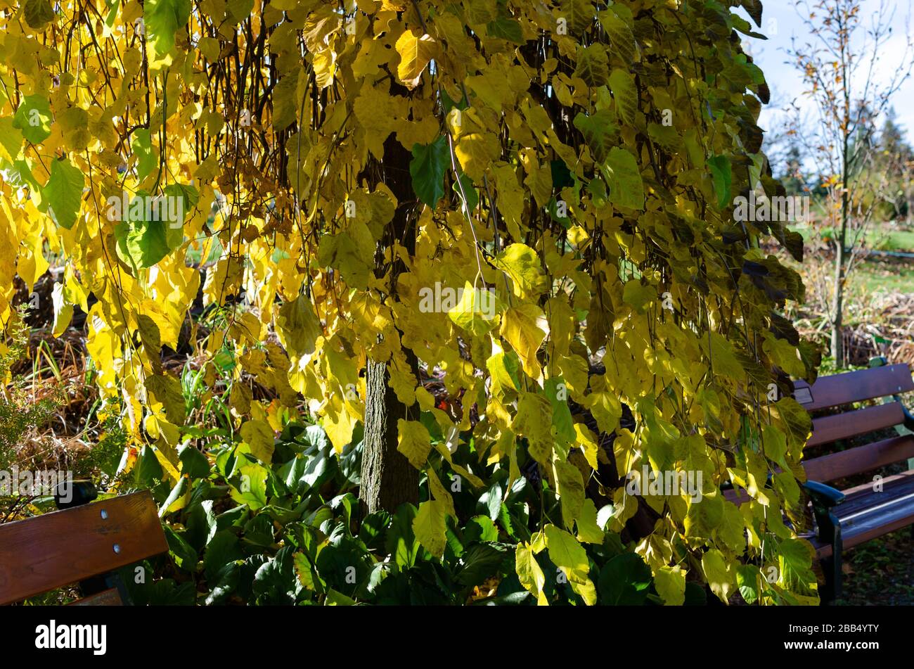 Weeping mulberry - (morus alba pendula) in autumn with green and yellow leaves. Botanical arboretum, Niemcza, Poland Stock Photo