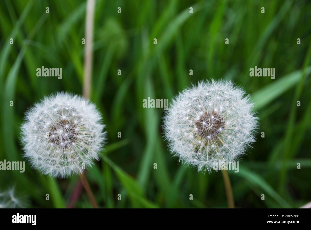 Close up of a dandelion growing in the field Stock Photo