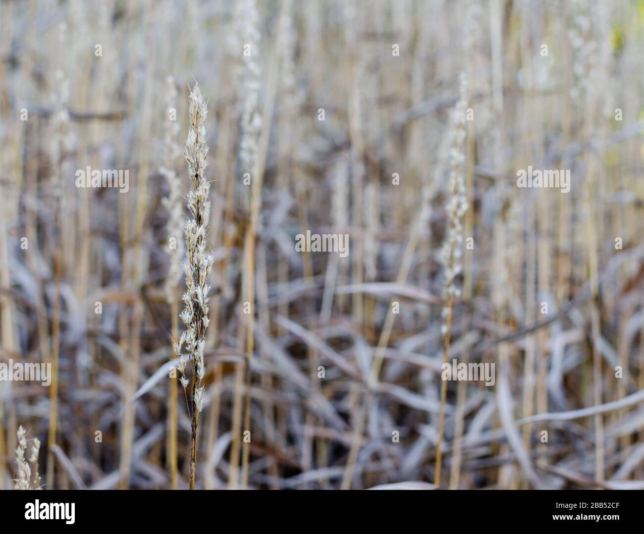 Spodiopogon sibiricus in autumn in a botany in Poland. Tall dry grass autumn background. Stock Photo