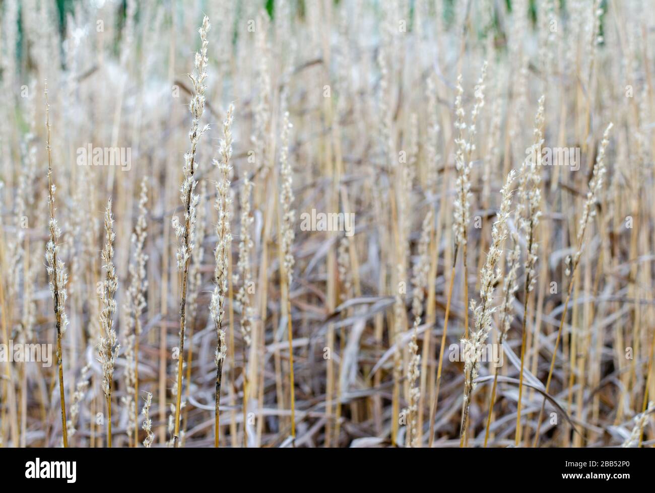 Spodiopogon sibiricus in autumn in a botany in Poland. Tall dry grass autumn background. Stock Photo