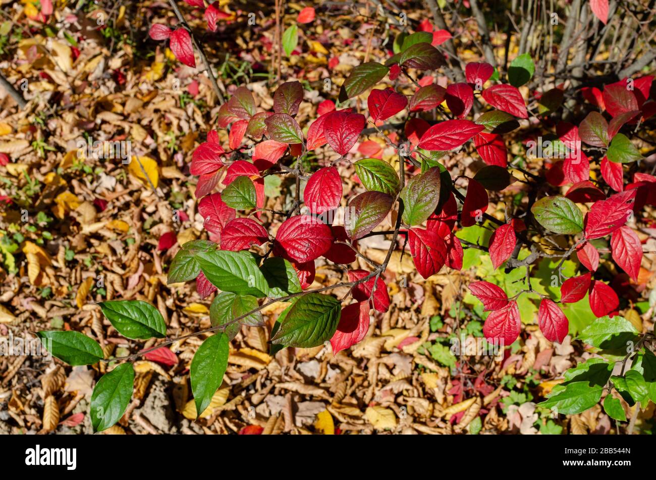 Cotoneaster splendens shrub in autumn. Beautiful green and red leaves on a bush in the botany in Poland. Stock Photo