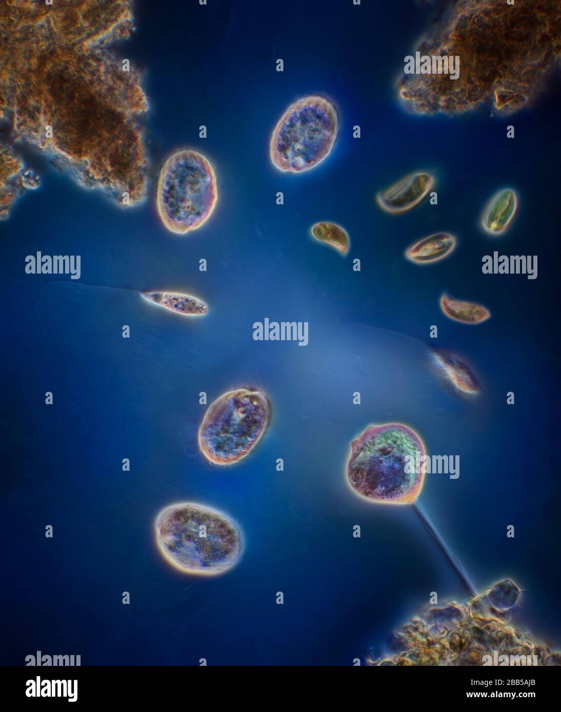 Protozoa in pondwater Stock Photo - Alamy