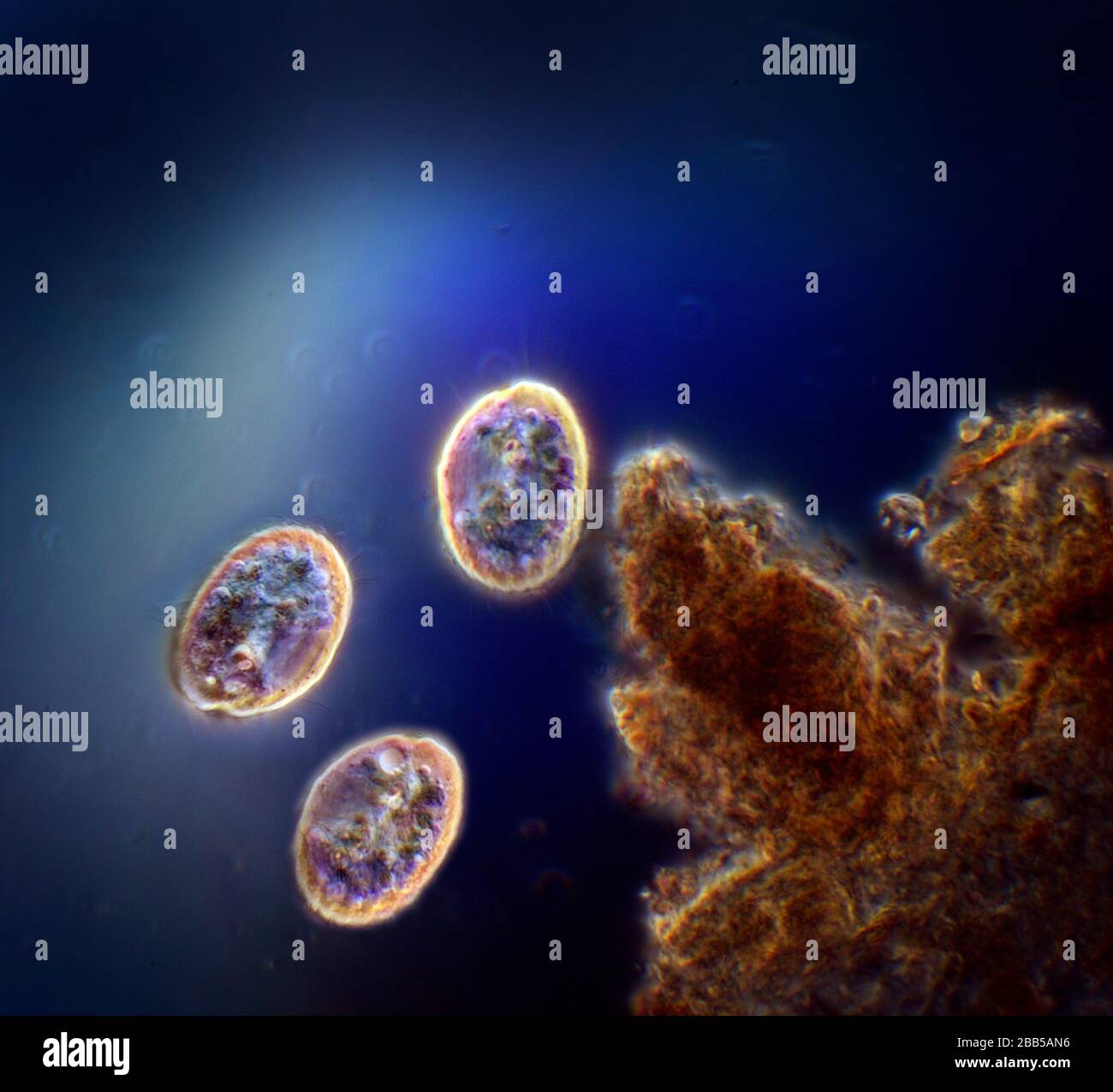 Ciliate Protozoa High Resolution Stock Photography and Images - Alamy