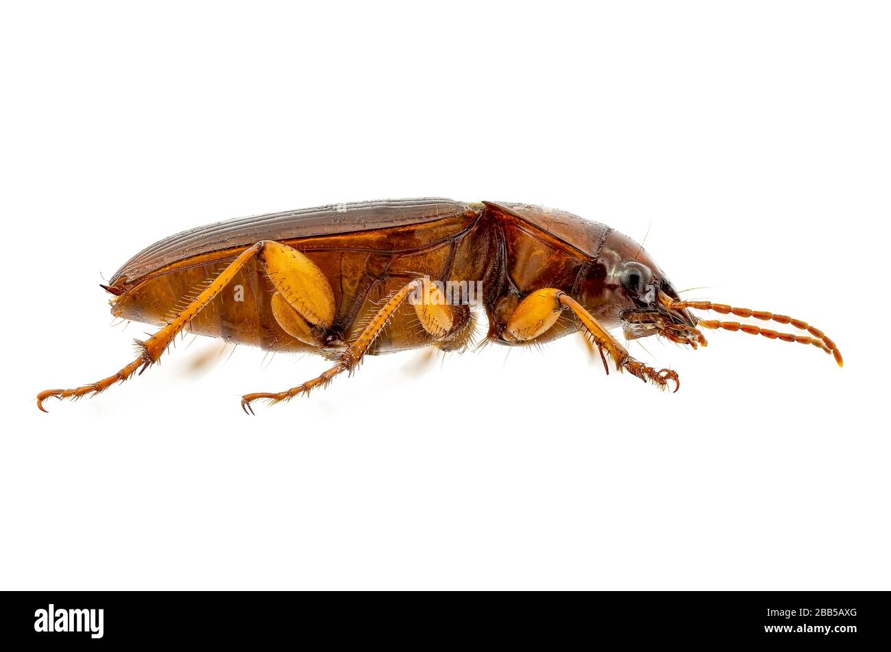 Side view on a harpalus erraticus coleoptera from an insect collection on a white background Stock Photo