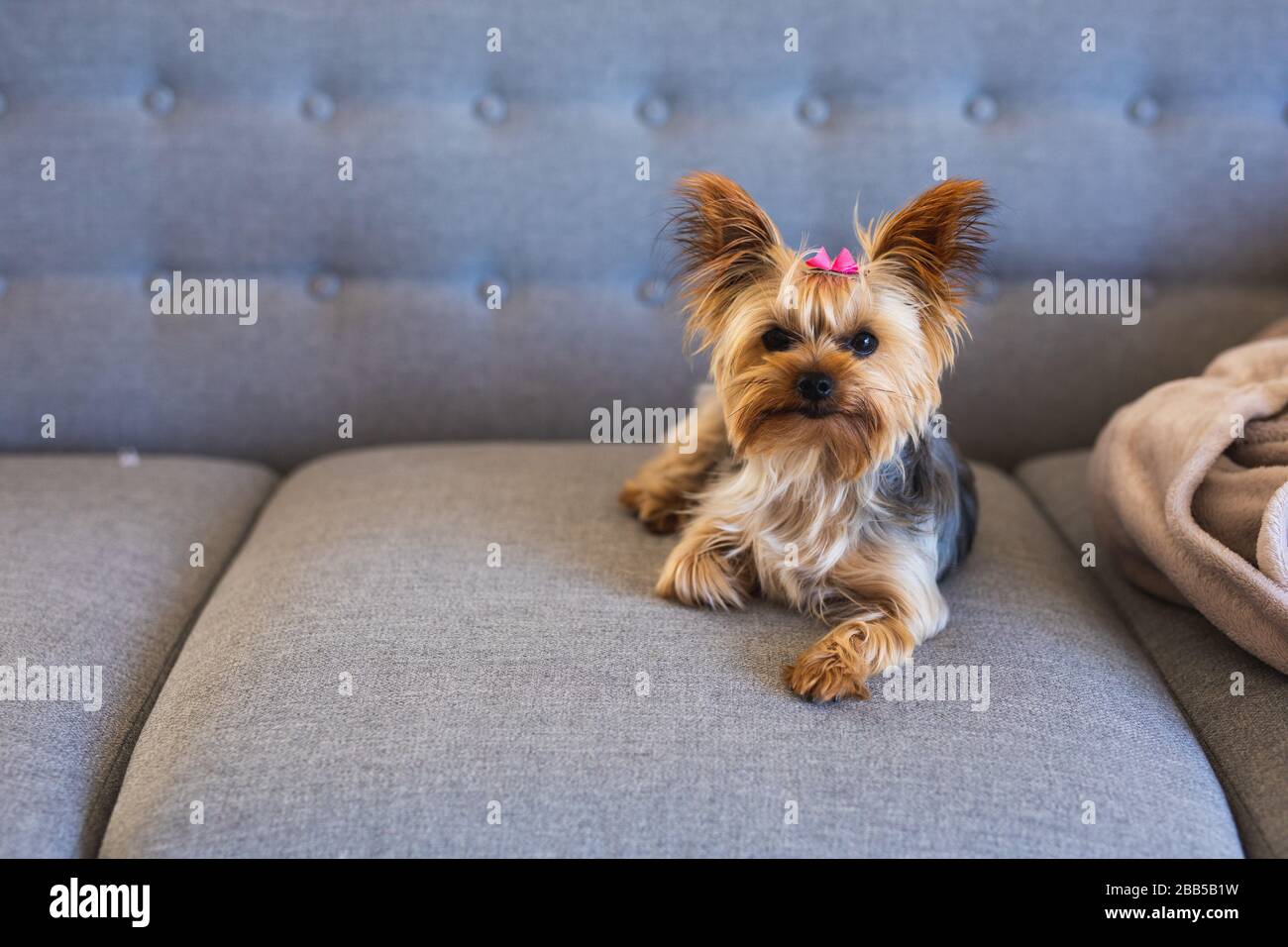 Little dog sitting on sofa hi-res stock photography and images - Alamy