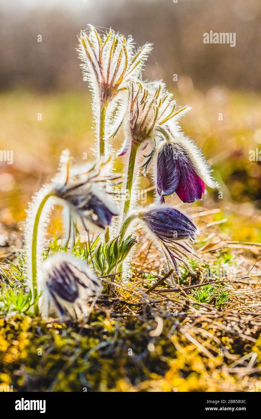 Clump of wind flowers, meadow anemone, pasque flowers with dark purple cup like flower and hairy stalk growing in meadow on a bright spring sunny day, Stock Photo