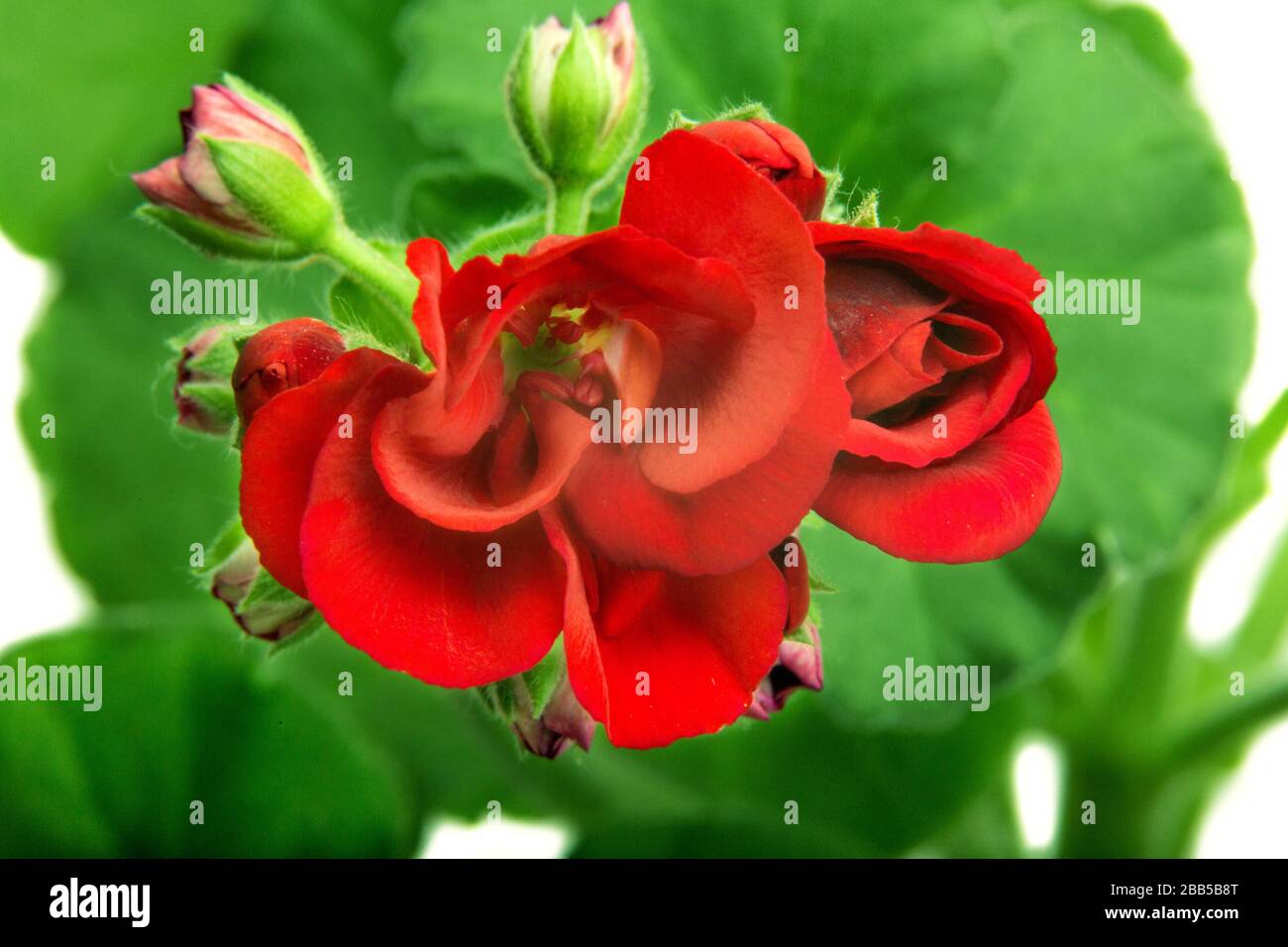 image indoor flower geranium pelargonium bloomed in red flowers Stock Photo