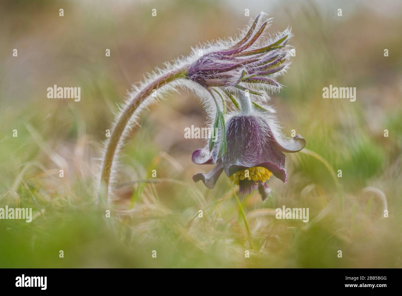 Fresh meadow anemone, small pasque flower with dark purple cup like flower, yellow pistils and hairy stalk growing in  meadow on a spring sunny day. Stock Photo