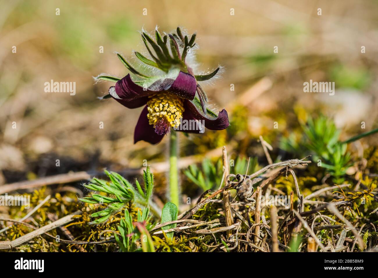 Blooming dark purple flower with yellow pistils of meadow anemone, pasque flower, with hairy stalk growing in meadow on a spring sunny day. Stock Photo