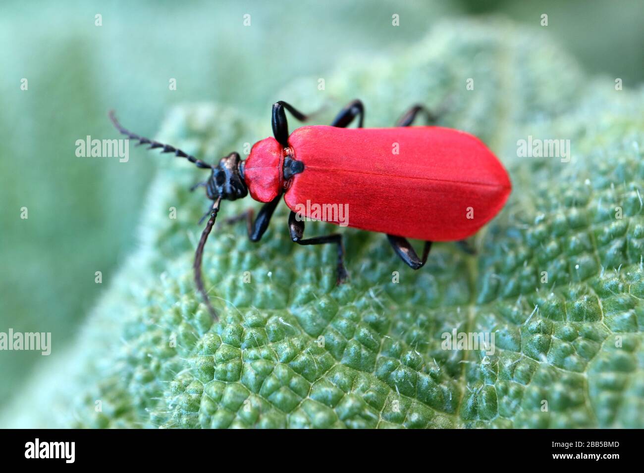 Red Cardinal Beetle on green leaf with patterns in the garden,red insect on leaf,wildlife photography,springtime,insect on leaf macro,stock photograph Stock Photo