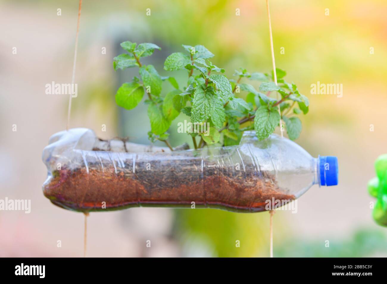 https://c8.alamy.com/comp/2BB5C3Y/peppermint-in-recycle-plastic-bottle-at-2BB5C3Y.jpg