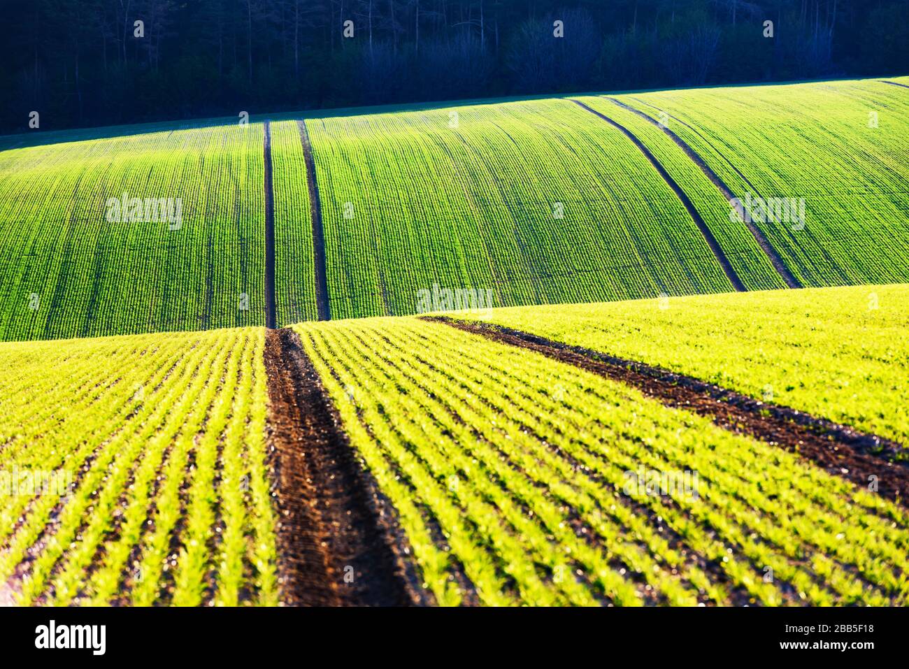 Green wheat rows and waves of the agricultural fields of South Moravia, Czech Republic. Can be used like nature background or texture Stock Photo