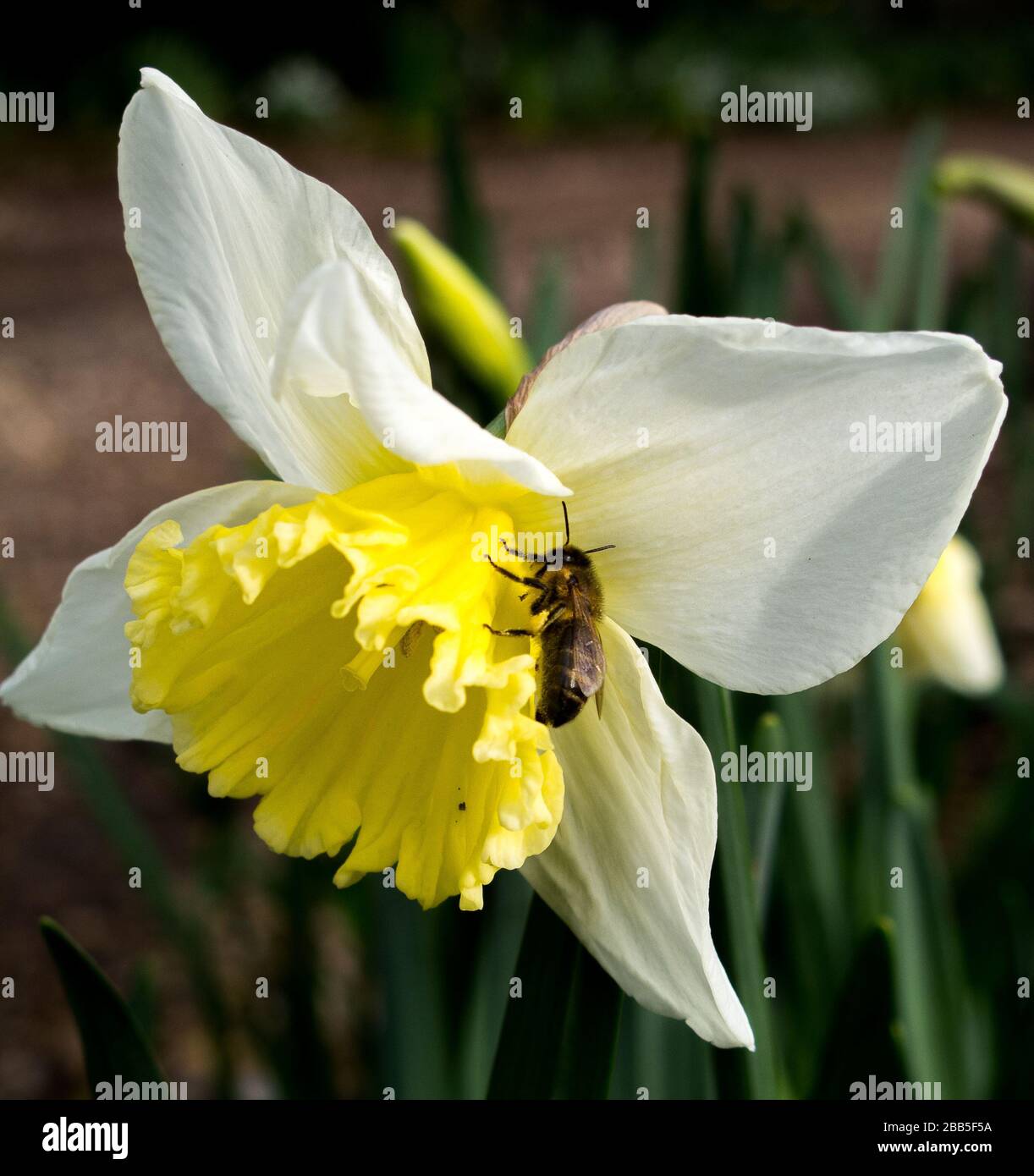 Single Bee on the trumpet of a Narcissus, Daffodil, flower in an Oxfordshire village garden Stock Photo